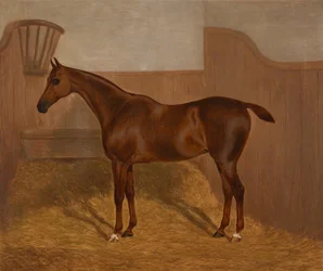 Pferdeporträt (Lady Oswestry oder Dandy)